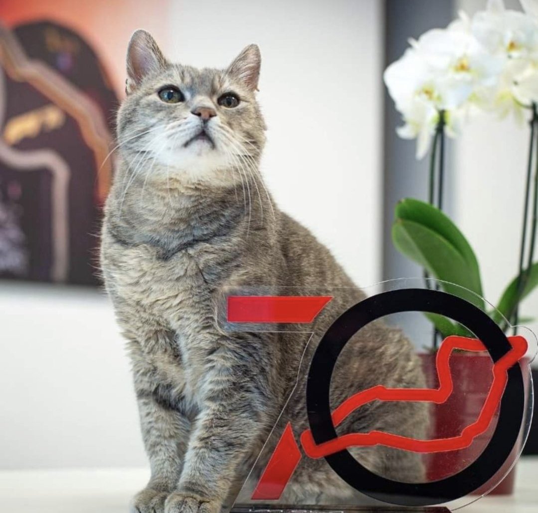 redbulletin's tweet image. Arturo also known as Formulino, the cat that famously gave luck to drivers and teams during the Emilia Romagna Grand Prix, has sadly passed away after sixteen years of life, Autodromo Enzo e Dino Ferrari confirms. Rest peacefully and easy, Imola Cat 🕊️

© formulinotheking /…