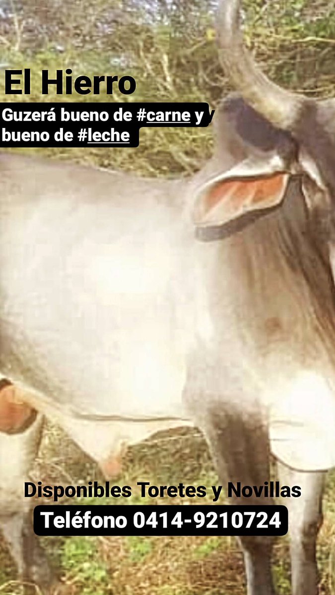 En El Hierro criamos ganado puro Guzera desde 1973 Bueno de carne y bueno de leche. El Guzera es una raza ideal para cruzar con ganado europeo y transmitir su rusticidad sin perder leche o conformación cárnica. Instagram:@ganadof1 Telf. 0414-9210724