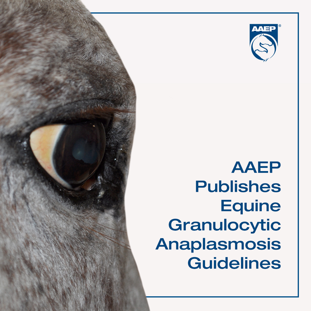 🆕Comprehensive guidelines are now available to assist practitioners with identification, treatment, mitigation of risk factors & other considerations of Equine Granulocytic Anaplasmosis (EGA), a common, seasonal, non-contagious, tick-transmitted disease. aaep.org/news/equine-gr…