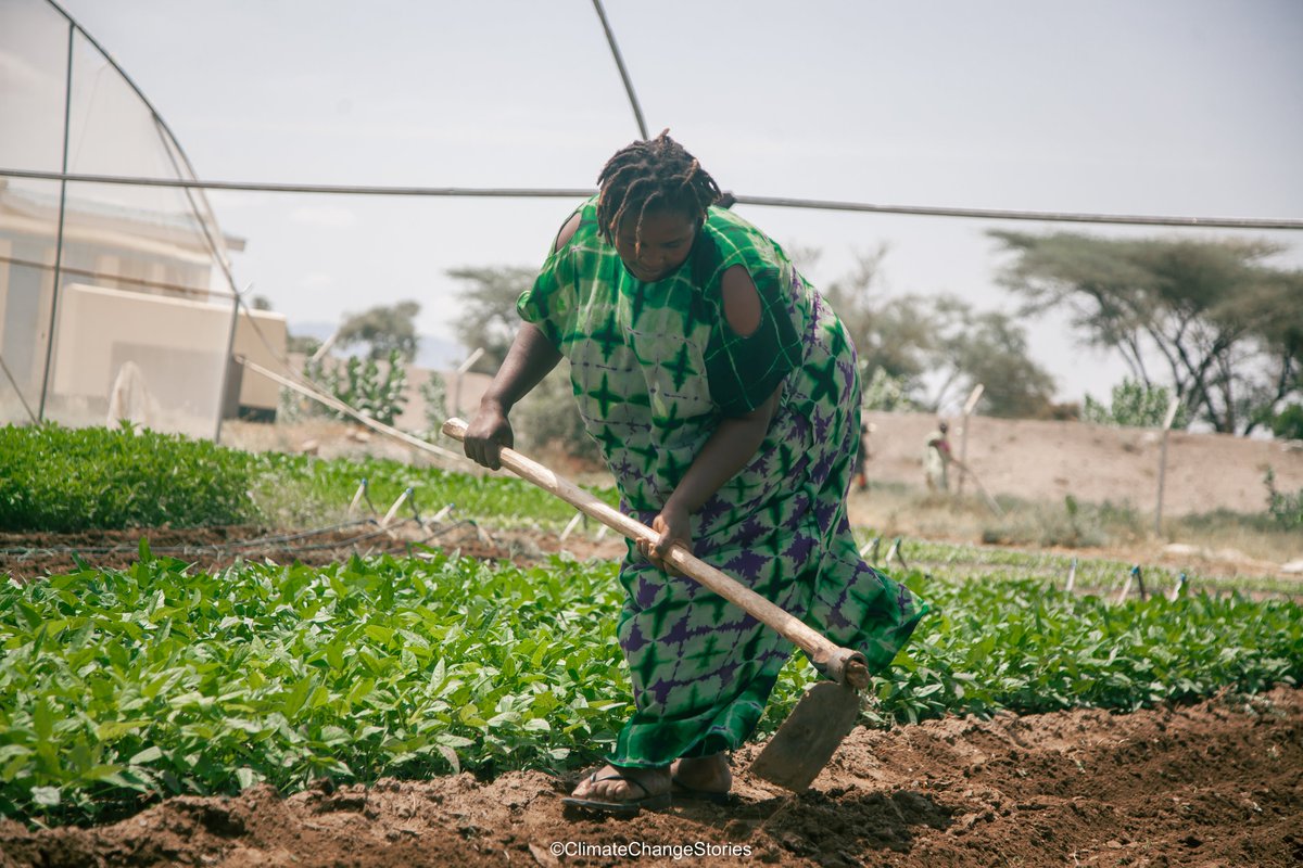 climateonlense's tweet photo. Women farmers are the back bone of environments, caring for the land and ensuring its sustainability for future generations.Stay tuned to meet Kika through her documentary The Dryland Farmer based in Kalobeyei in Turkana County.
@WFP_Kenya 
@FAOKenya 
@unwomenkenya https://t.co/MBNqDxUkqq