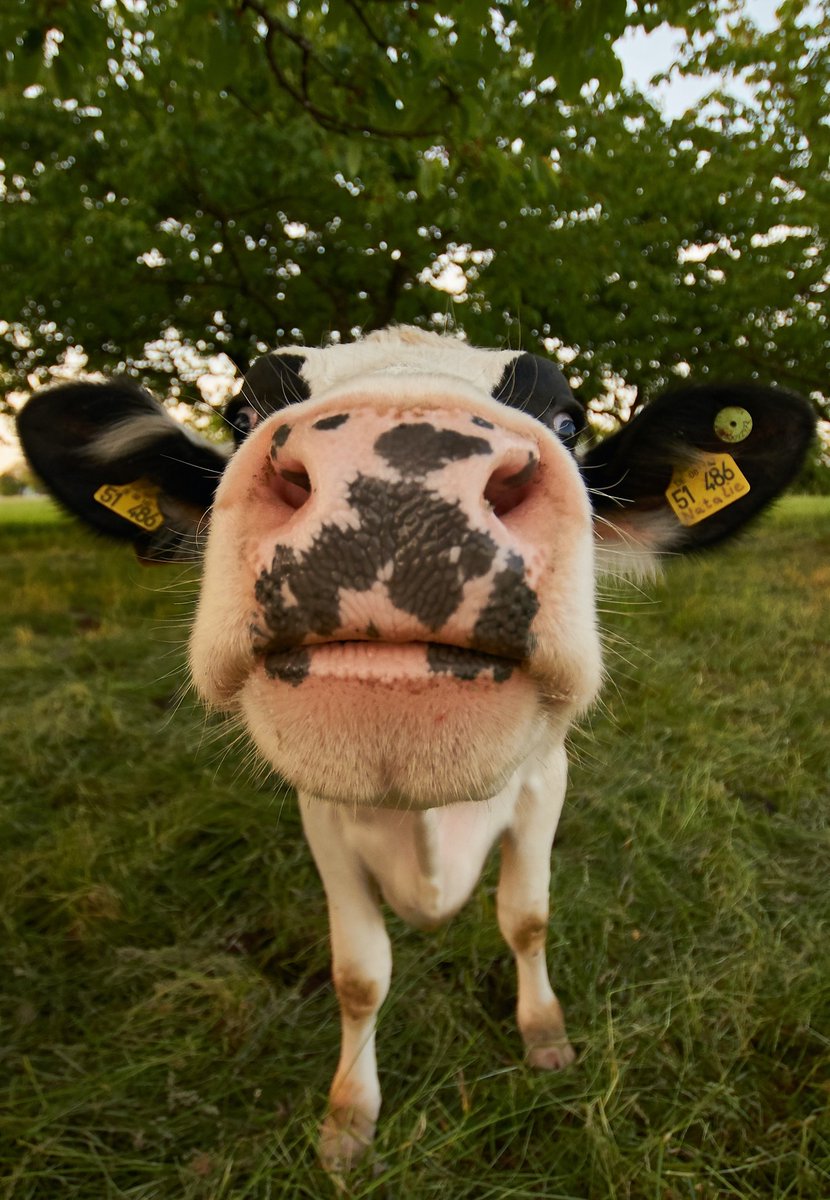 cowofusa's tweet photo. Funny cow😁😎 https://t.co/NQJExgDSdX
