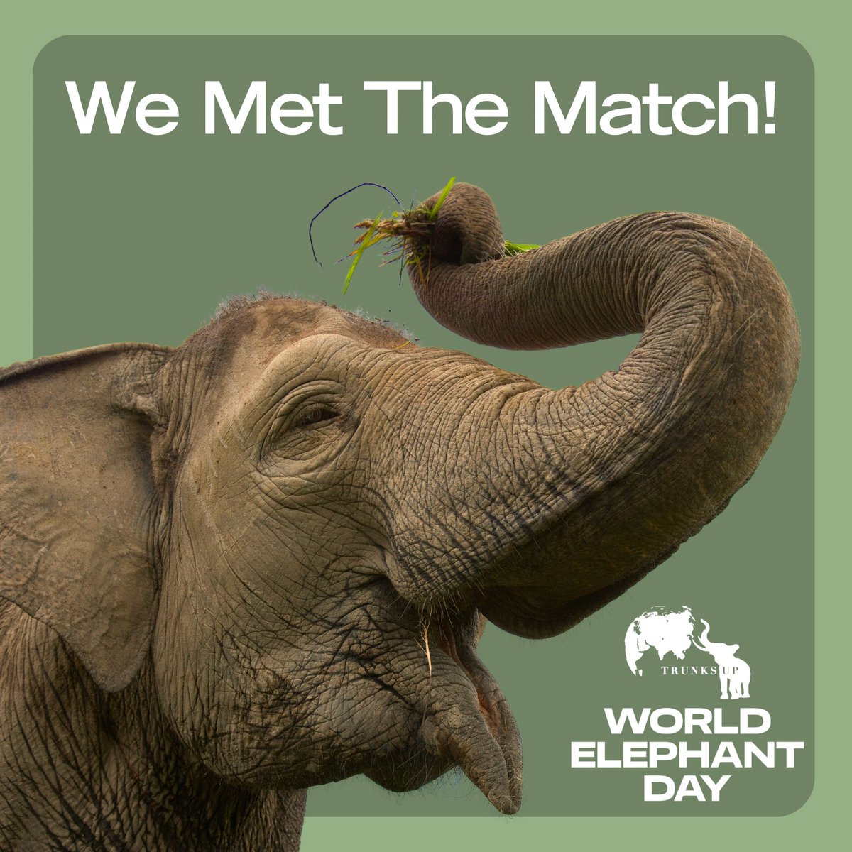 🌟 The Results Are In - We Met Our $10,000 Match for World Elephant Day! 🌟

A huge thank you to our incredible community for rallying together to help us celebrate World Elephant Day over the weekend and raising a total of $22,896! 👏