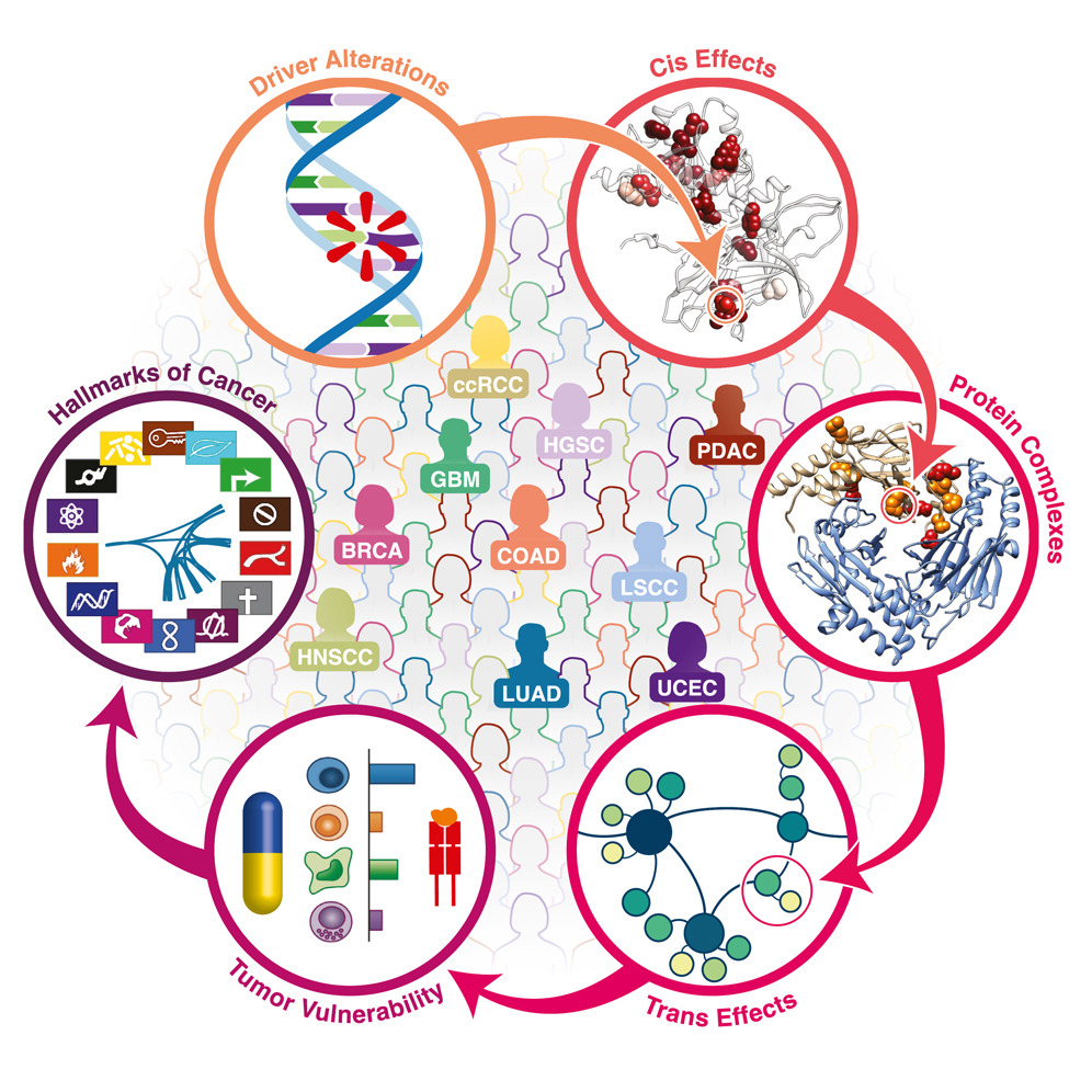 1. Pan-cancer proteogenomics connects oncogenic drivers to functional states : Marker paper in <a href="/CellCellPress/">Cell</a> from Drs. Li Ding @WUSTL <a href="/getz_lab/">Gad Getz Laboratory</a> <a href="/broadinstitute/">Broad Institute</a> <a href="/CantleyLab/">Cantley Lab</a> <a href="/DanaFarber/">Dana-Farber</a> @AnaRoblesPhD <a href="/theNCI/">National Cancer Institute</a> et al tinyurl.com/3hhcsd72 #OpenAccess