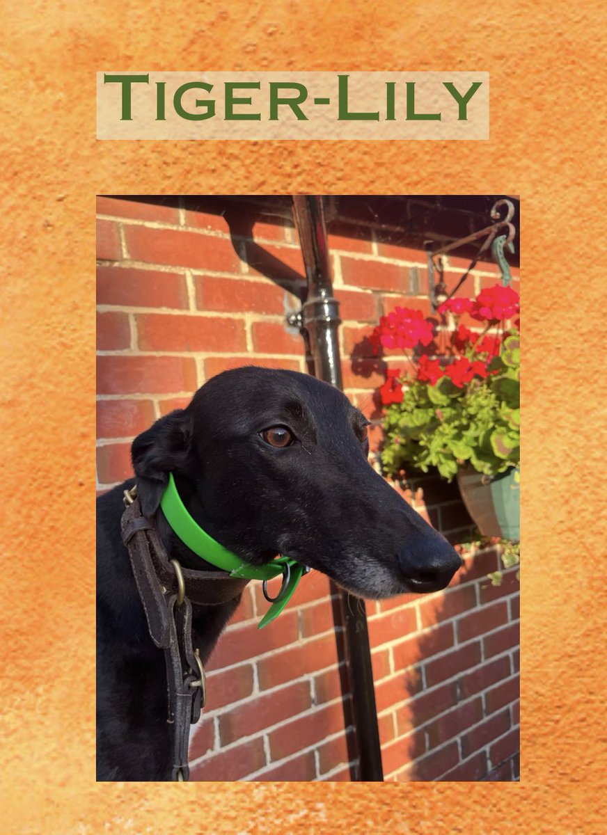 Meet this beauty Tiger-Lily 🌸🌸! She’s currently looking for her forever home . A sweet natured girl who’s extremely friendly and excellent with children. For more information about her please contact us directly 🙂
#lifeafterracing #retiredgreyhounds