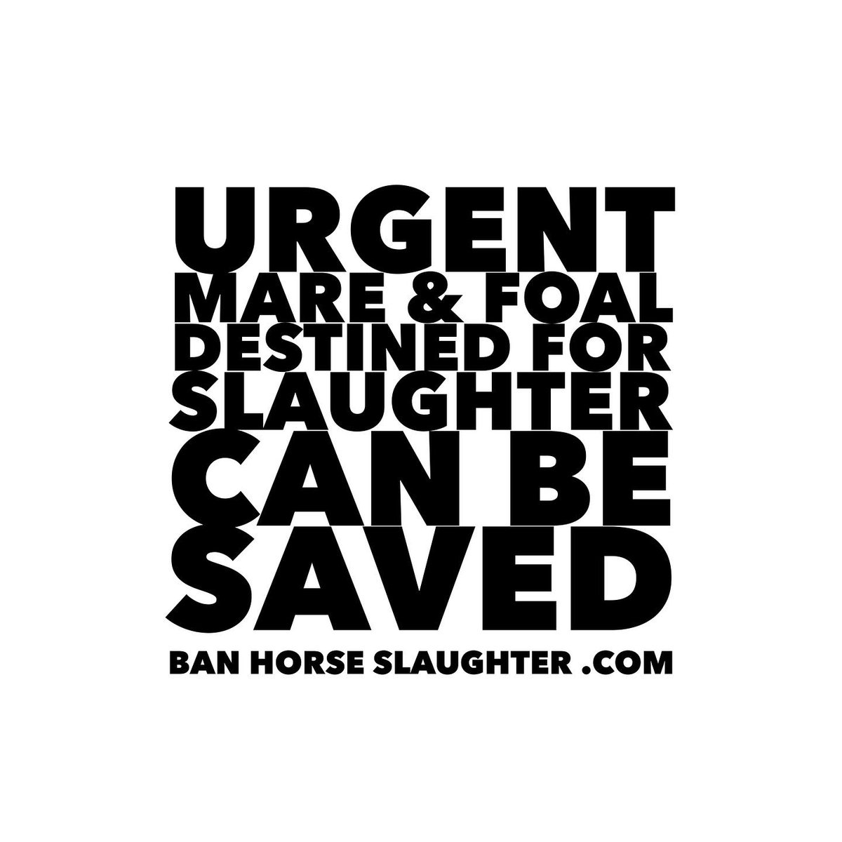 HorseSlaughter_'s tweet image. #horses mare &amp;amp; foal sitting in #killpen in #Canada can be saved from slaughter with YOUR help.  The need is URGENT.  Every $ helps  ==&amp;gt;bit.ly/3KH70z8

 #horseshit #banhorseslaughter #bhs #hrf

@jannarden

@katedrummond
@bifnaked
@marie_bennett
@CyntWhite
@melissagrelo