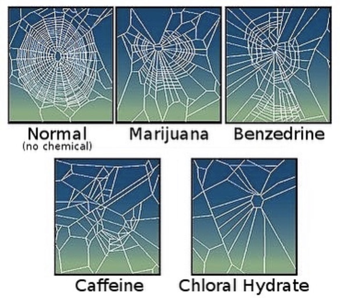 In 1948, Swiss pharmacologist Peter Witt studied the effect of drugs on spiders. He conducted an experiment in which he dosed the spiders by feeding them drugged flies or by giving them a drop of a drug in water. He then photographed their webs before and after the drugs were
