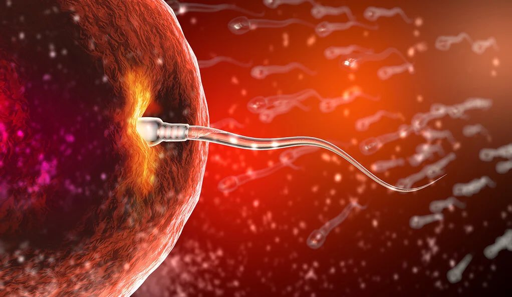 SantiPrees's tweet photo. Remember folks, we all started out as winners when our sperm was the first to the egg!!!!! https://t.co/p9I5V6IsNp
