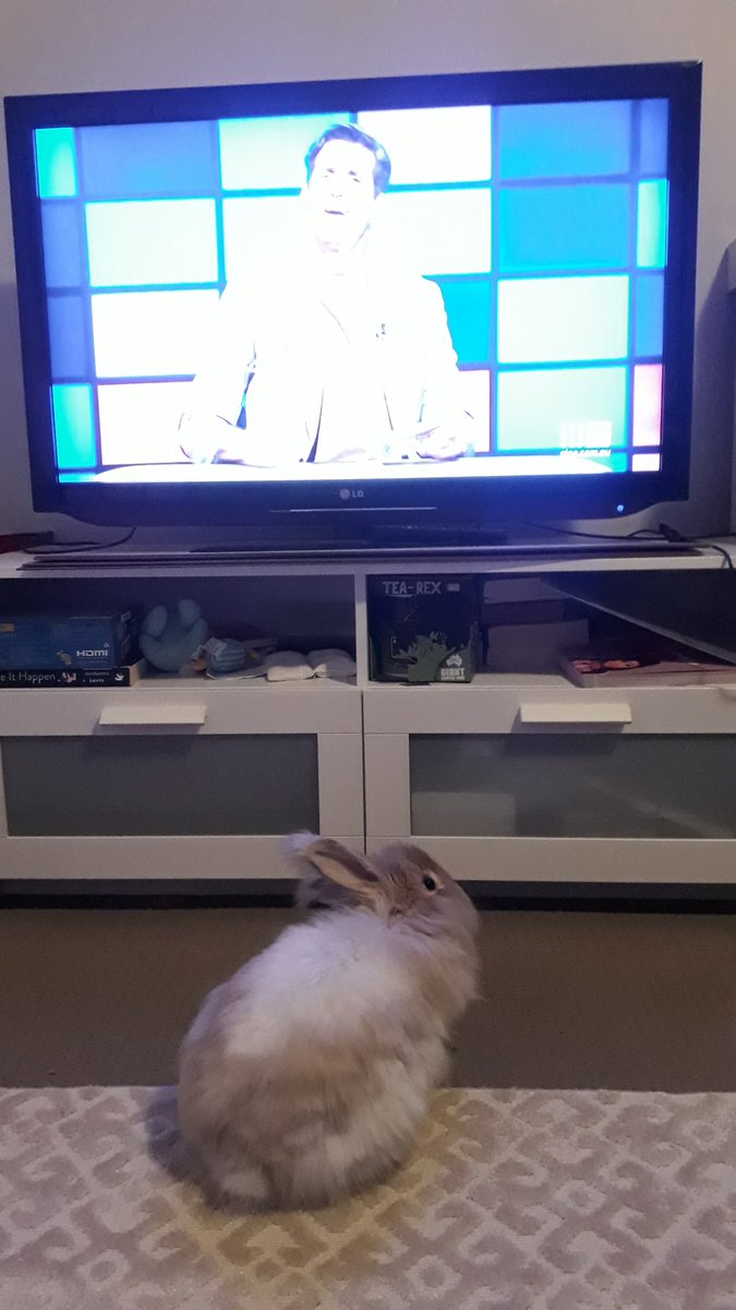 My mum is away for a few days, so I hope my grandma lets me watch my favourite show The Hundred with @andytomlee I will look forward to some reruns to watch when mum is back too!
#thehundredwithandylee #tvtime #housebunny #bunnies #channel9 #tuesday #angorabunny