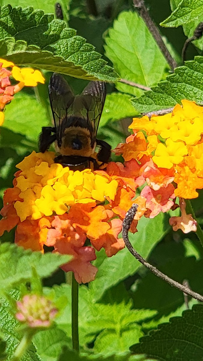 catvet94's tweet photo. @admired_art Orange/yellow #bumbles https://t.co/AK3FlvG7TI