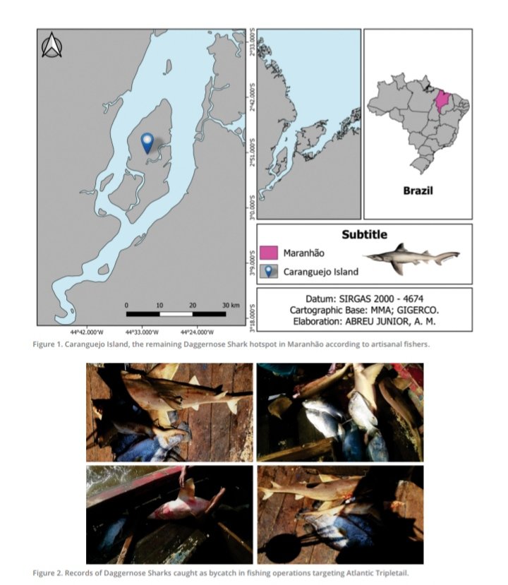 NWosnick's tweet image. How to deal with the indirect impacts of fish mislabeling on a highly endemic and critically endangered shark? Our newest paper published at Fisheries discusses promising mitigation measures for the Daggernose Shark in the Brazilian Amazon Coast.