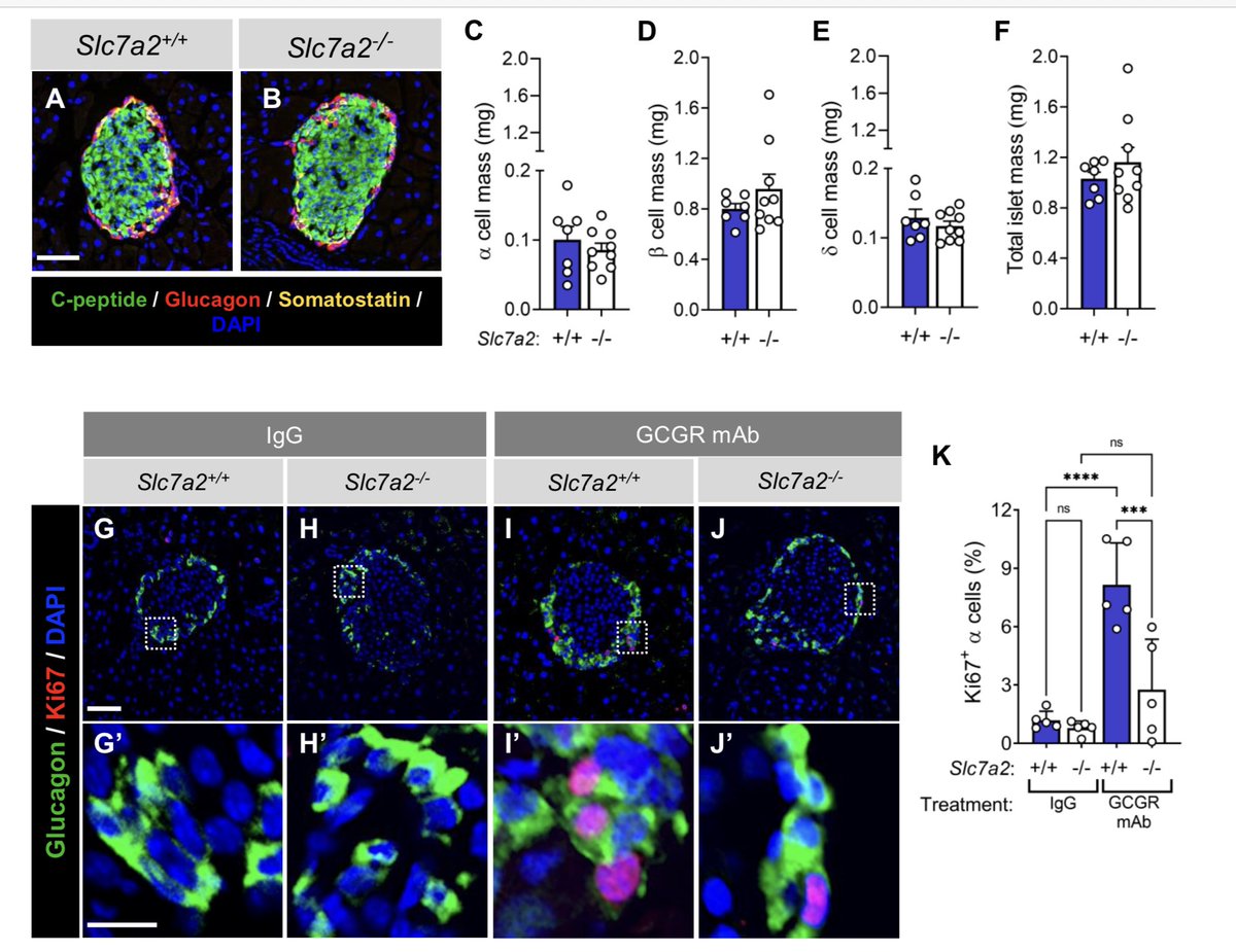 Daniel J Drucker (@danieljdrucker) on Twitter photo The cationic amino acid arginine and SLC7A2 are required for α cell proliferation and hormone secretion in response to interrupted glucagon signaling #islets #glucagon <a href="/deanlab8/">Dr. Danielle Dean</a> <a href="/powersac_TN/">Al Powers</a> <a href="/VanderbiltU/">Vanderbilt University</a>
biorxiv.org/content/10.110… The cationic amino acid arginine and SLC7A2 are required for α cell proliferation and hormone secretion in response to interrupted glucagon signaling #islets #glucagon <a href="/deanlab8/">Dr. Danielle Dean</a> <a href="/powersac_TN/">Al Powers</a> <a href="/VanderbiltU/">Vanderbilt University</a>
biorxiv.org/content/10.110…