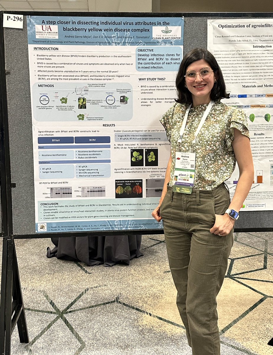Clean_Plant_Arkansas (@clean_plant_ar) on Twitter photo Wanna know more about blackberry yellow vein disease complex and how to make infectious clones? check this out Andrea’s poster (P296) <a href="/plantdisease/">The American Phytopathological Society</a> #PlantHealth2023 <a href="/SierramAndrea/">Andrea Sierra Mejia</a> <a href="/ArkAgResearch/">Arkansas Agricultural Experiment Station</a> <a href="/AginArk/">UA System Div of Ag</a> <a href="/UArkansas/">University of Arkansas</a> Wanna know more about blackberry yellow vein disease complex and how to make infectious clones? check this out Andrea’s poster (P296) <a href="/plantdisease/">The American Phytopathological Society</a> #PlantHealth2023 <a href="/SierramAndrea/">Andrea Sierra Mejia</a> <a href="/ArkAgResearch/">Arkansas Agricultural Experiment Station</a> <a href="/AginArk/">UA System Div of Ag</a> <a href="/UArkansas/">University of Arkansas</a>