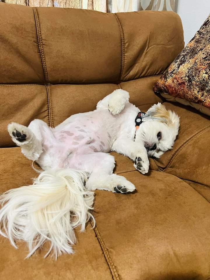 Striking a pose before nap time 😴 

#funny #cute #shihtzusoftiktok #dog #pets #cute #adorable #puppyoftheday #puppiesofinstagram #puppylove #puppylife #cutepuppies #puppygram #shihtzu #shihtzupuppy #shihtzu #shihtzulove