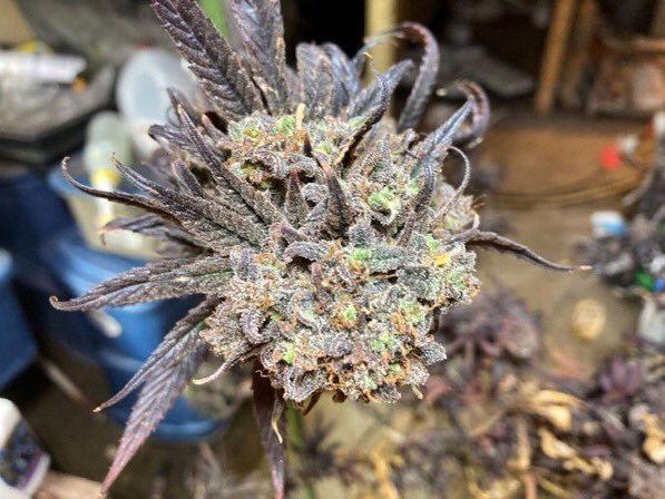 Alter Ego Genetics - Blue Dream grown by t.me/+jRXqVyNSVxgyM…. Turned out amazing Timbo and great job on the grow. Very nice colors 😍. 

#CannabisCultivation #cannabisseeds #cannabis #cannabisculture #growyourown #mmjseeds #marijuana #STONER #weed #StonerFam #Homegrown
