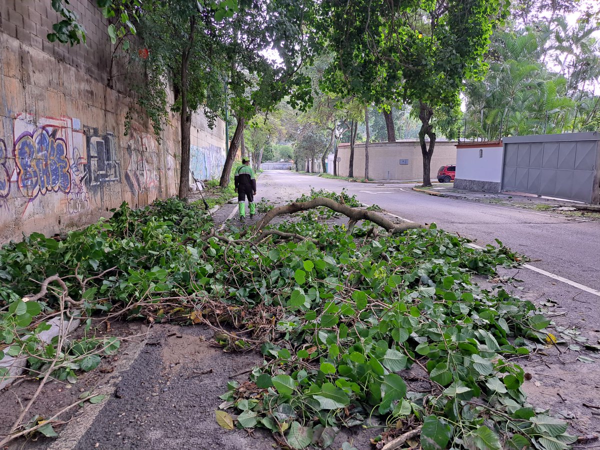 asopraes's tweet photo. Emergencias por árboles caídos y daños a la propiedad pública y privada hacen indispensable el tratamiento fitosanitario periódico y mayor previsión al sembrar especies. El cambio climático exige inversión en politicas públicas y planes ambientales. @AlcaldiaBaruta @MinecOficial https://t.co/lkIb9U1vj8