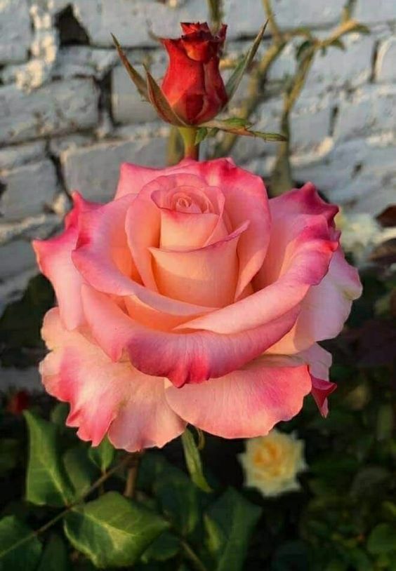 consuelo dorantes (@consuelodorant6) on Twitter photo 