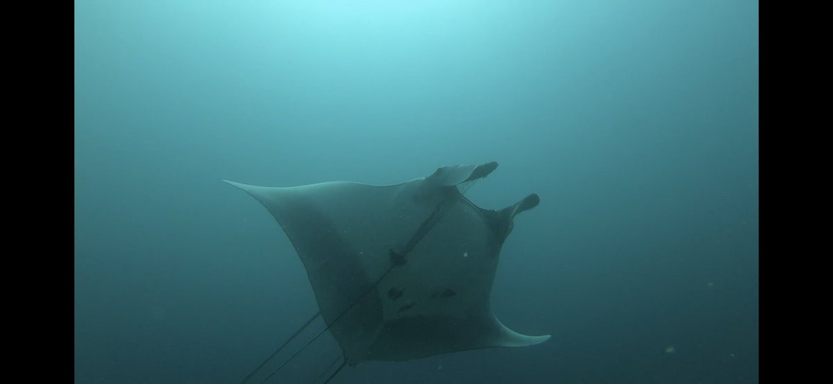 Kandooma Dive Instructor Tomoyo Yoshida and GM <a href="/markeletr/">MARK ELETR</a> rescue a Giant Oceanic Manta. Videoed by our guests whilst diving 13/8. Now, more than ever, mother nature needs our help. Video credit to IG: Xenia_Stampfli and IG: z_reto

youtu.be/R4V4U6QGMbI