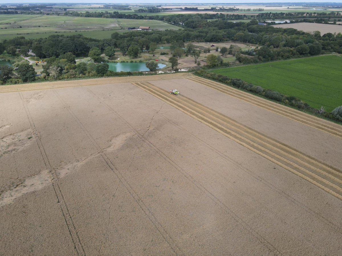 timyoung82's tweet photo. @KWSUKLtd Hybrid Rye Tayo performing for us this year - out yielding winter wheat whilst growing on some very drought prone land #harvest23 #barnfiller @CLAAS_Eastern https://t.co/GPl02orxGL