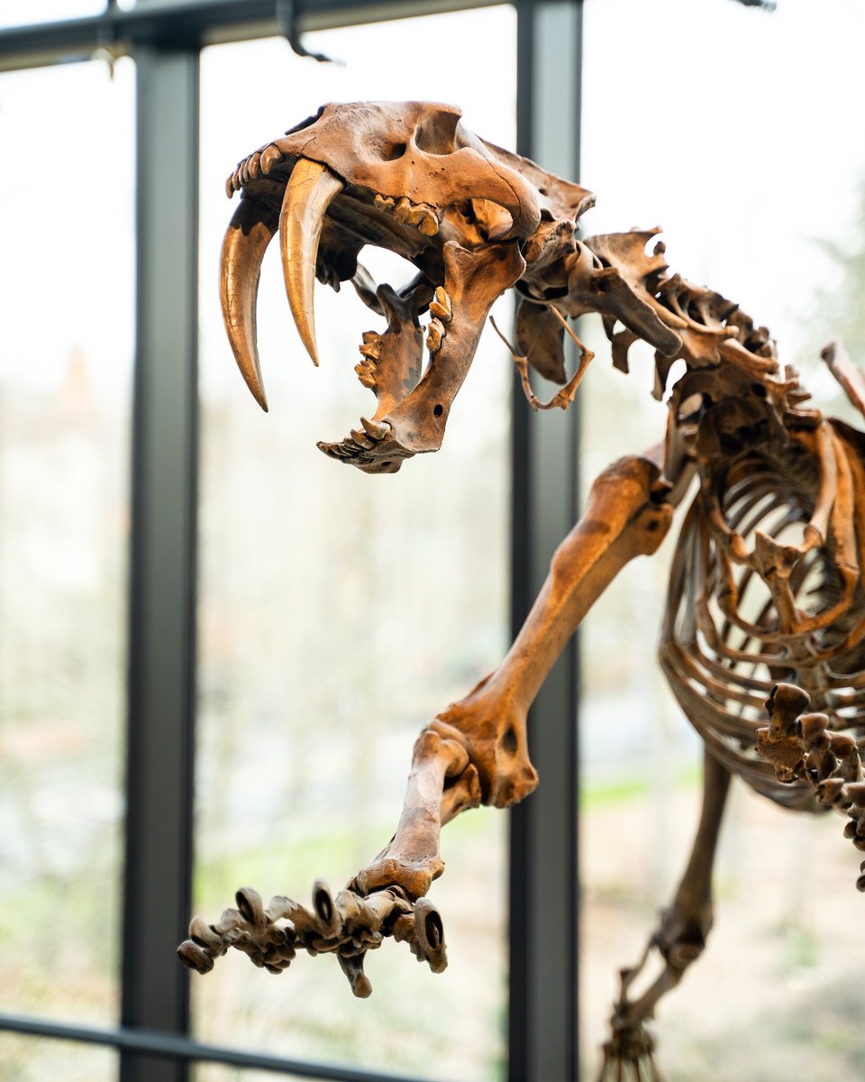 Burke Museum of Natural History and Culture tweet media