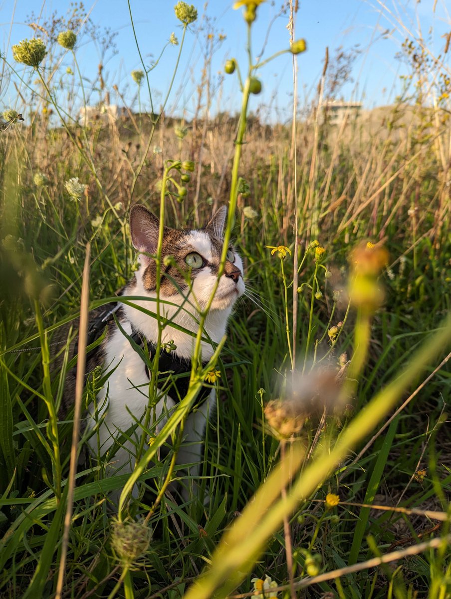 Just felt like sharing this beautiful shot of my kitty while walking him