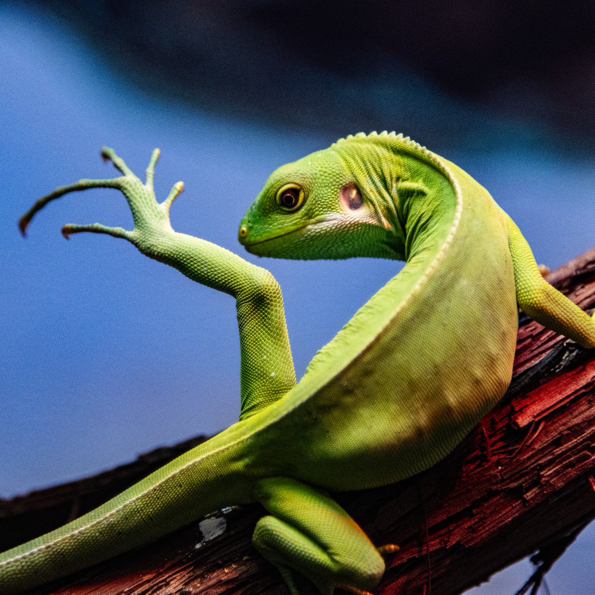 TheTorontoZoo's tweet photo. Are you celebrating #WorldLizardDay? 🦎

Days like today are crucial for bringing attention to the world of lizards. As predators, prey, and contributors to total biodiversity, these amazing species perform vital roles.

Learn more ⬇️🦎
https://t.co/SDUHxKu5Be https://t.co/lMw0mgUHbt