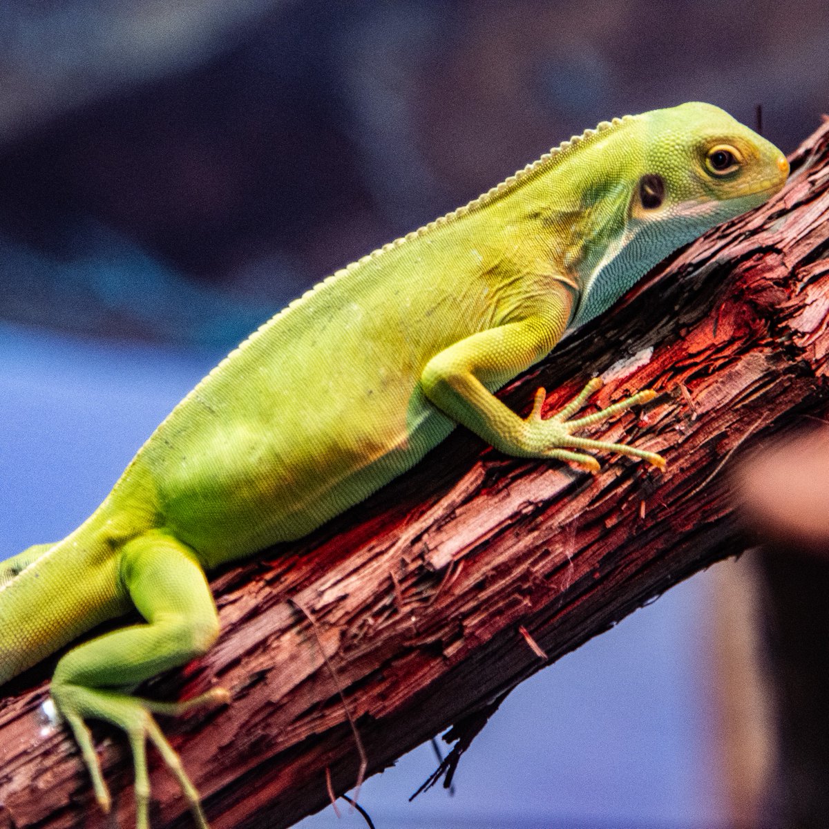 TheTorontoZoo's tweet photo. Are you celebrating #WorldLizardDay? 🦎

Days like today are crucial for bringing attention to the world of lizards. As predators, prey, and contributors to total biodiversity, these amazing species perform vital roles.

Learn more ⬇️🦎
https://t.co/SDUHxKu5Be https://t.co/lMw0mgUHbt