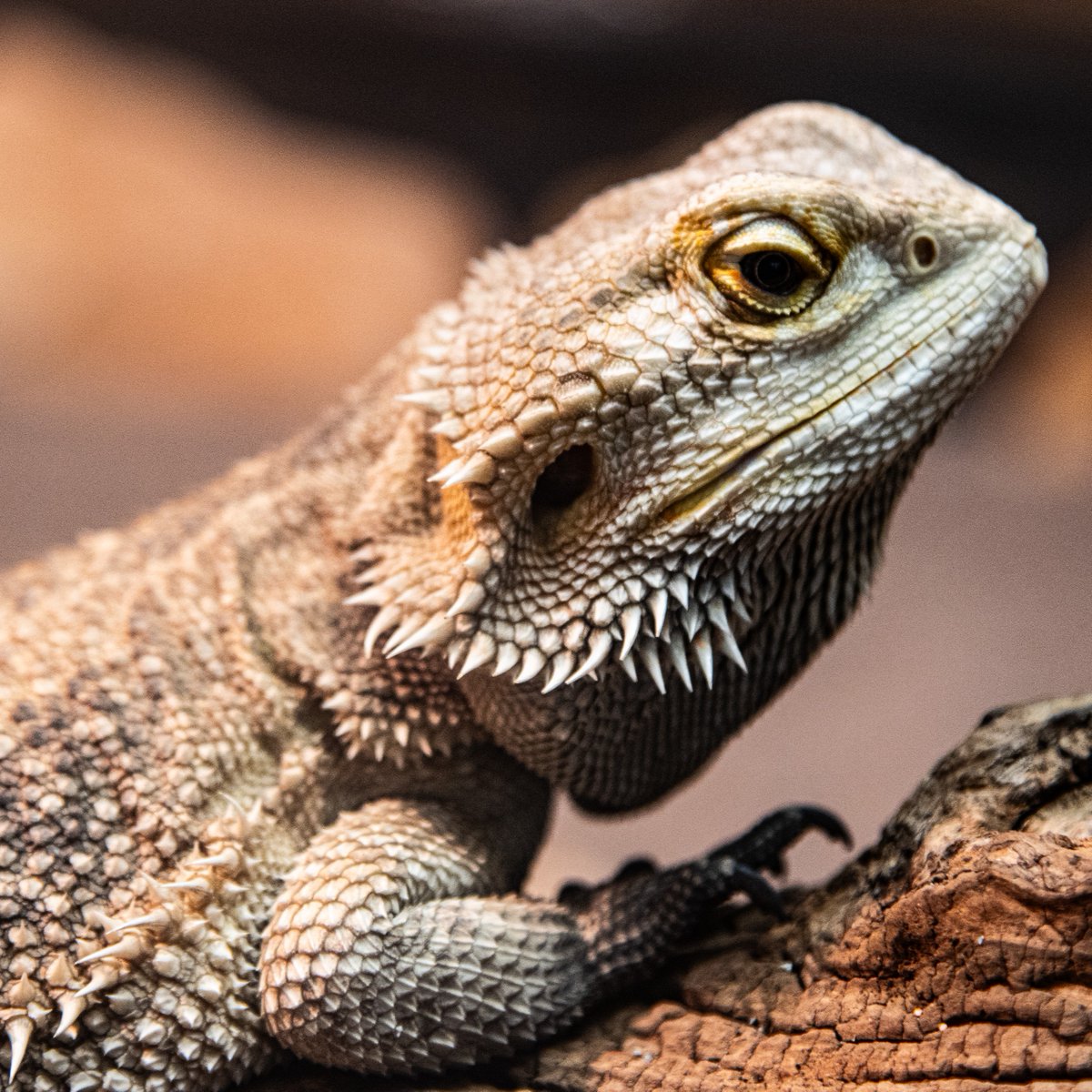 TheTorontoZoo's tweet photo. Are you celebrating #WorldLizardDay? 🦎

Days like today are crucial for bringing attention to the world of lizards. As predators, prey, and contributors to total biodiversity, these amazing species perform vital roles.

Learn more ⬇️🦎
https://t.co/SDUHxKu5Be https://t.co/lMw0mgUHbt
