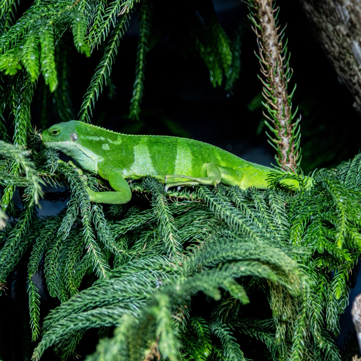 TheTorontoZoo's tweet photo. Are you celebrating #WorldLizardDay? 🦎

Days like today are crucial for bringing attention to the world of lizards. As predators, prey, and contributors to total biodiversity, these amazing species perform vital roles.

Learn more ⬇️🦎
https://t.co/SDUHxKu5Be https://t.co/lMw0mgUHbt