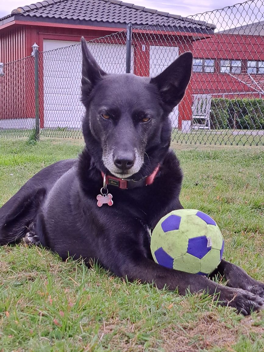 flatelien's tweet photo. Odin, a Black Alaska Husky living in Norway 🙂 https://t.co/9HTA0d09XZ