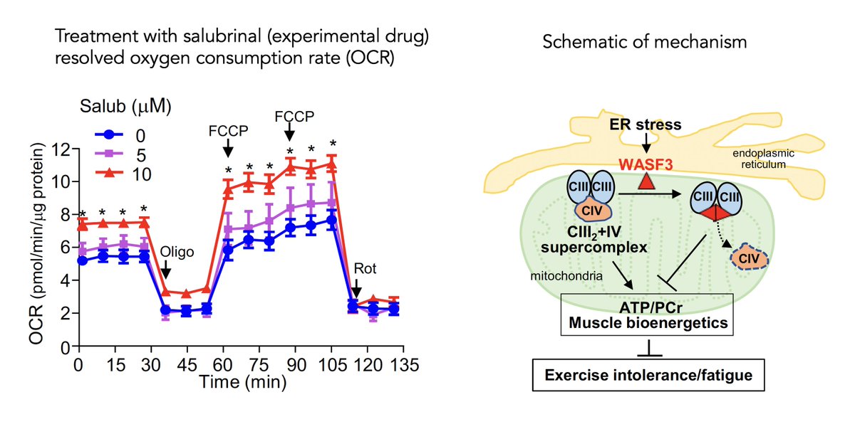 Results from the NIH's intramural study of #MECFS: WASF3 disrupts mitochondrial respiration and may mediate exercise intolerance in ME/CFS 

pnas.org/doi/10.1073/pn…