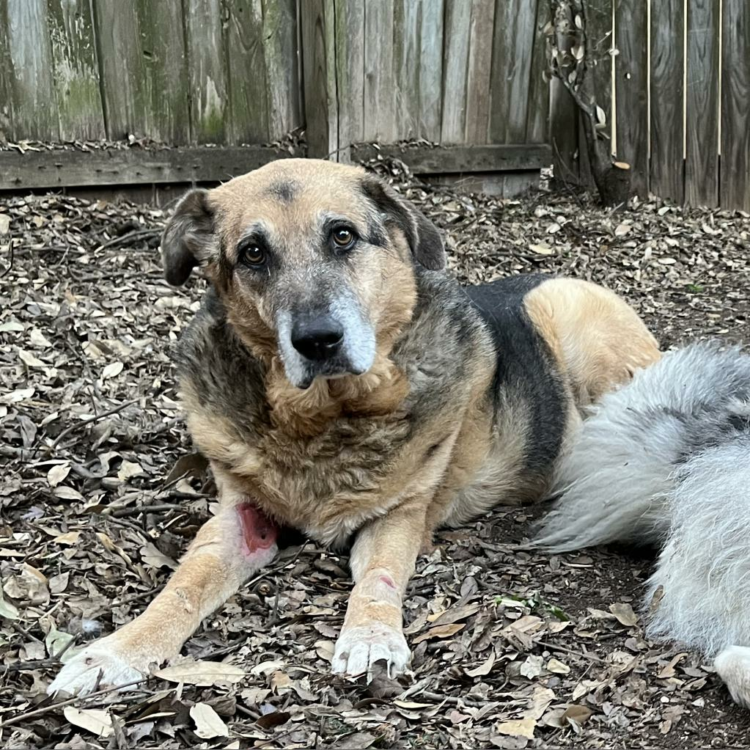 Senior dogs like Big Bertha deserve a chance at a home, just like puppies! 
Learn more about her by emailing adopt@austinpetsalive.org