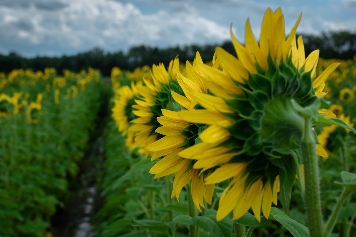 A nice capture of sunflowers while out exploring which family and friends #sunflower #nhphotos #naturephotography #newhampshireroadtrip #newhampshire #newhampshireoutdoors #landscape_lovers #newenglandoutdoors #newenglandphotography #nikonphotography #nikon #nikonusa