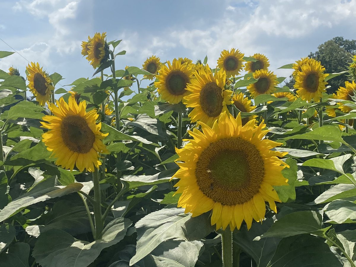 msOBlearning's tweet image. Harris Farms today!