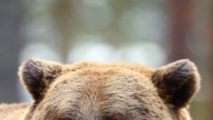 if bears so scary explain this