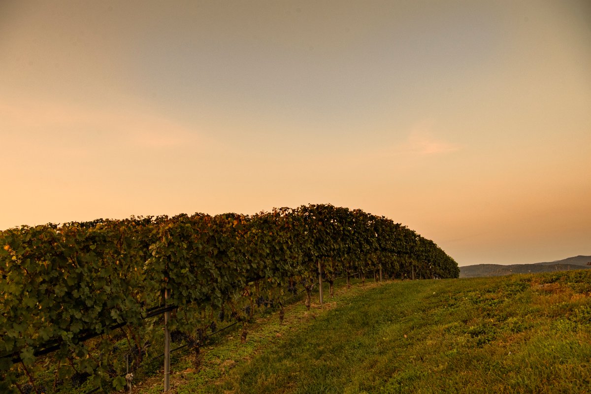 Experience a summer sunset in #vawine country. Plan your visit today!