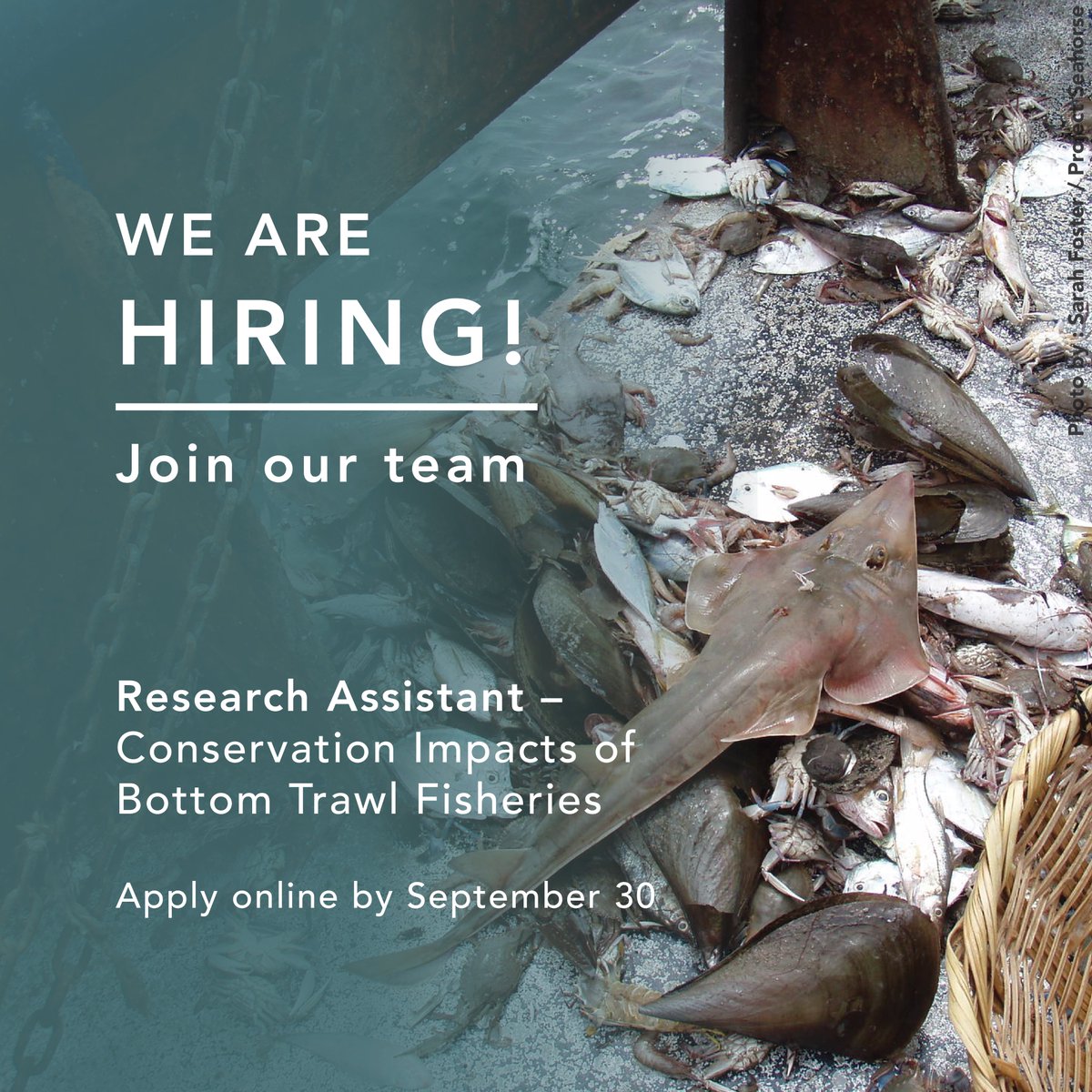 ICYMI - We're hiring!

Passionate about marine conservation?🌊🐡 We're seeking a Senior Research Assistant to help us drive policy change 🌟 Focus: Conservation impacts of bottom trawl fisheries.

Apply Now: ubc.wd10.myworkdayjobs.com/en-US/ubcstaff…

Deadline: 30 Sept 2023   

#ConservationJobs