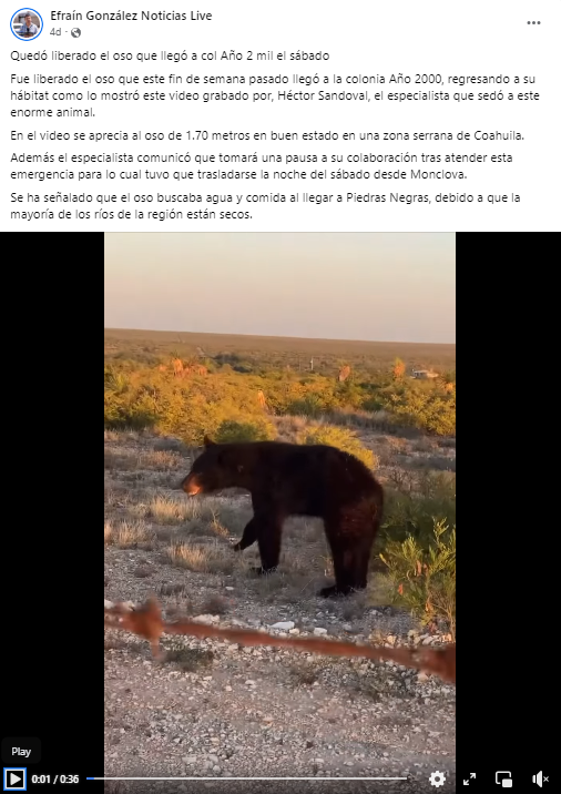 LaikenJordahl's tweet image. Since the GOP seems to have a very poor grasp on regional biology, I thought I'd leave this screengrab here of a bear caught last week in Piedras Negras. Biologists said the bear was in distress looking for food and water: