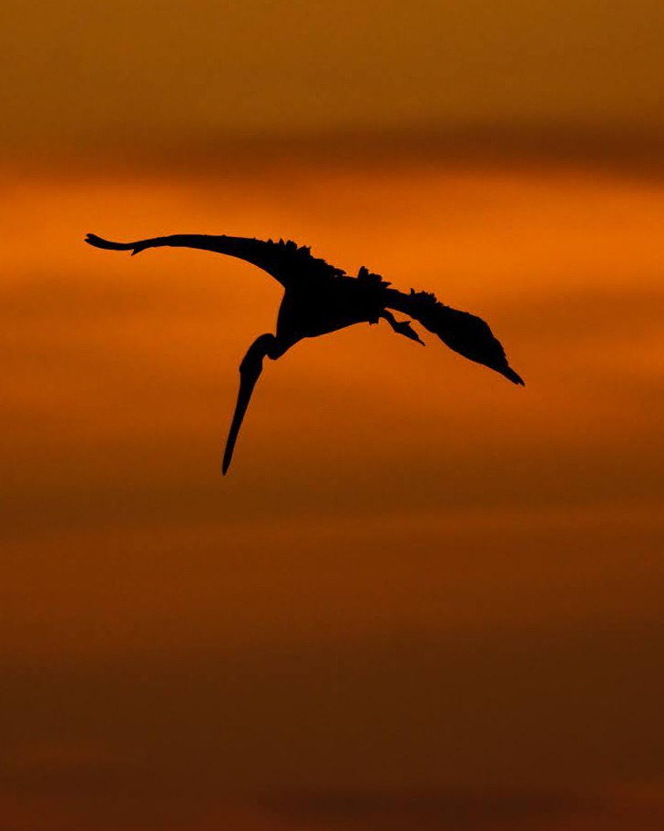 JotaLillo's tweet photo. Pelícano de Humboldt 

Pelícano al atardecer en Algarrobo

#nature #birds #naturephoto #aves #birds_captures #birdsphotography #chiletravel #avesdechile #chile_natural #avifauna #faunachilena #aveschilenas #aveschile #rayadosporlafotos #avifaunachilena #tiempochv #pe... https://t.co/RFppfVXE4G