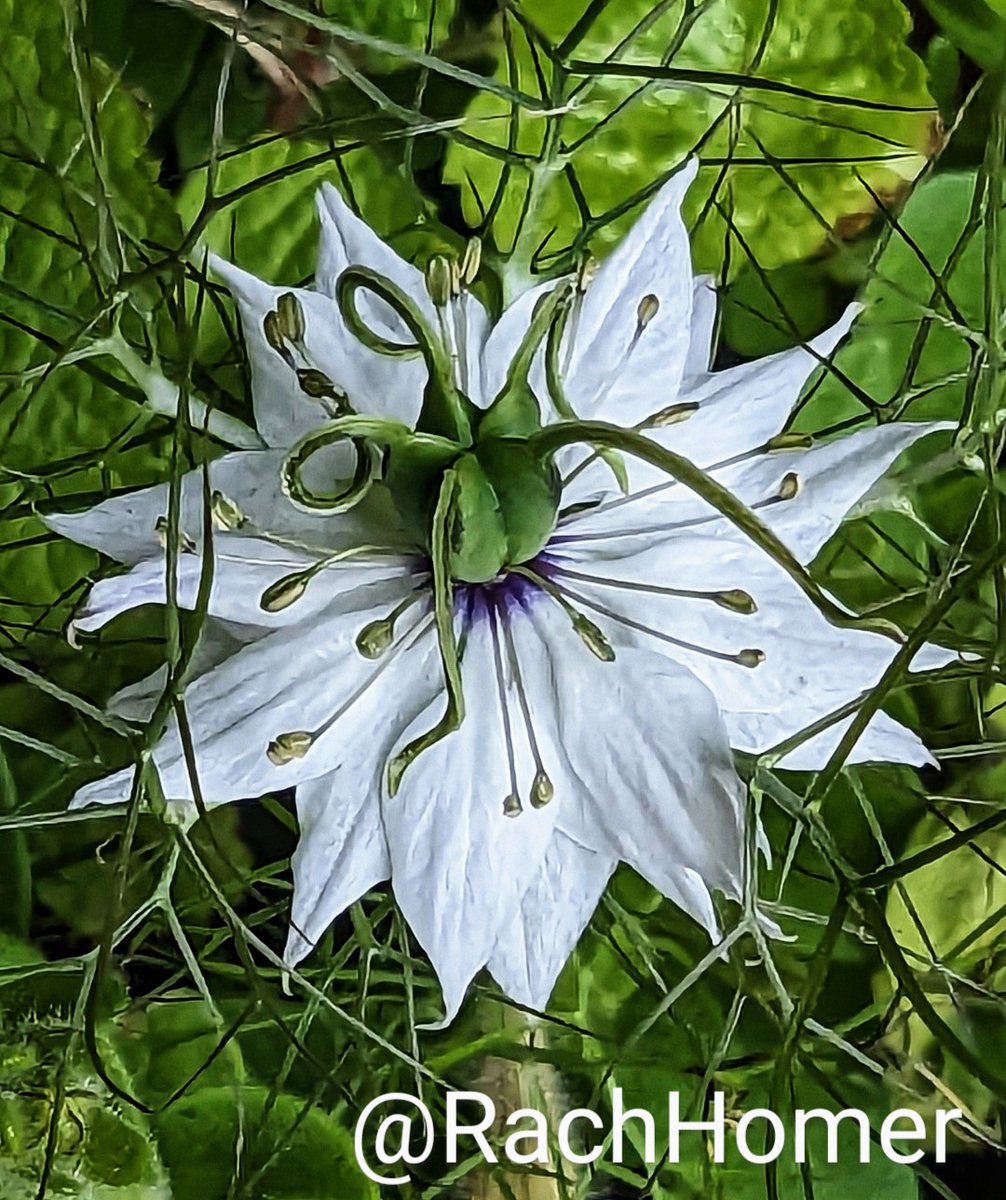 A Nigella flower for this week's #GardensHour theme 🤍 #SixWeeksofColour #GardeningTwitter #GardeningX