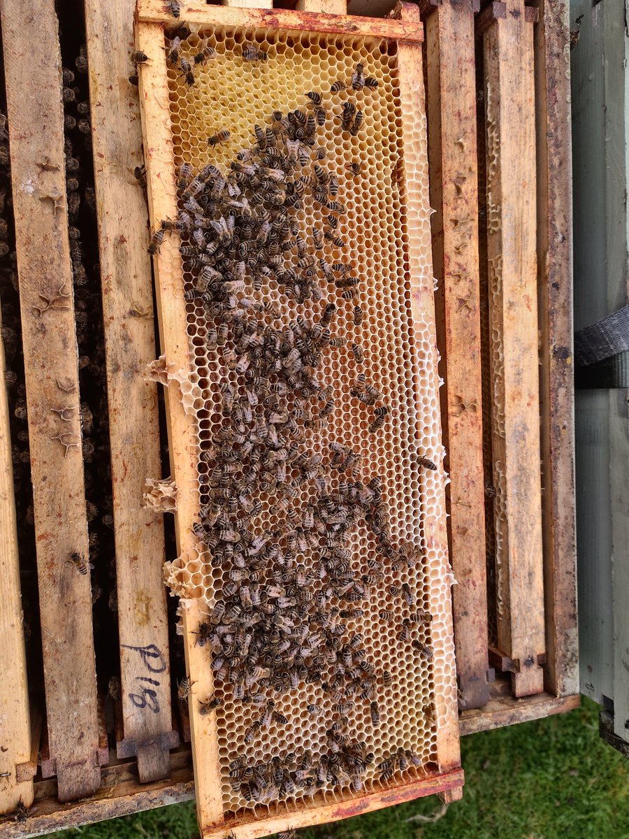 Up on the moor again today with stands and checking on a few. Surprised they'd got anything as we've only had a few decent days of weather. But it does look like there's some heather honey coming in to the stronger colonies.🤞😁