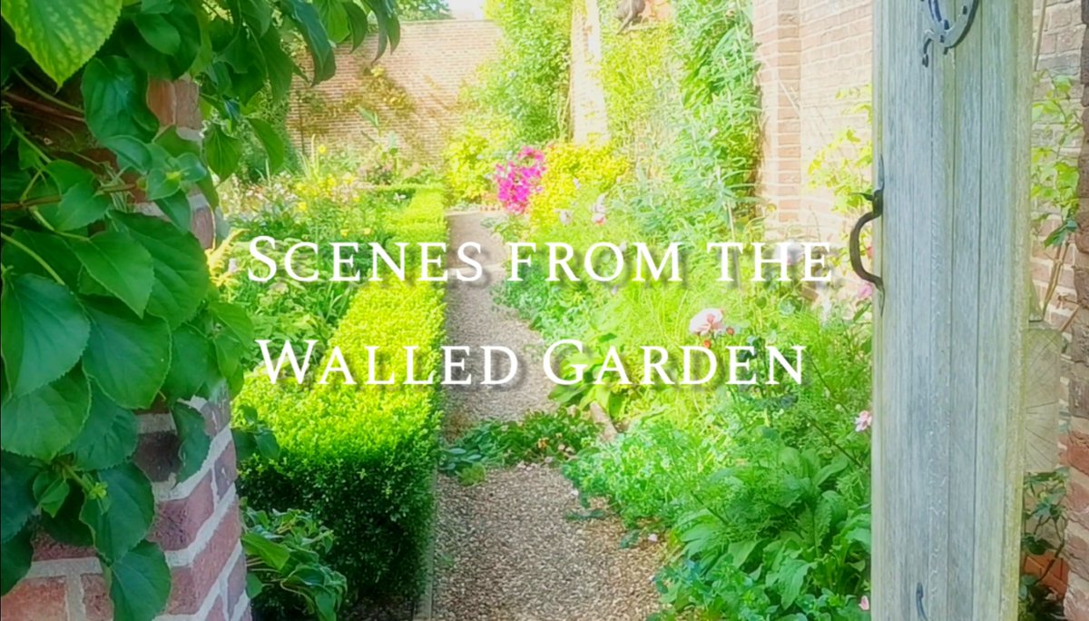 Scenes from the Walled Garden youtu.be/v9tISkTeog8 #gardening #gardenshour