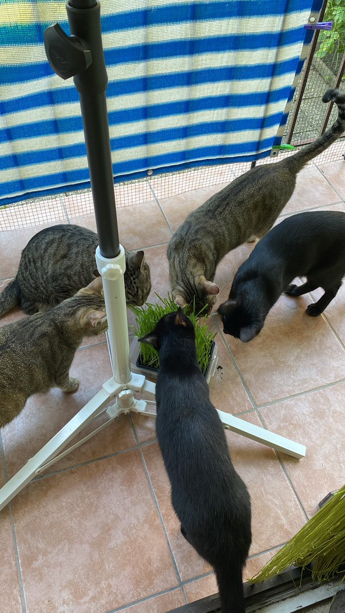 TheMewDiaries's tweet photo. Mum gots us some kitty grass from shopping this mornin🌱😺😺😺😺😺❣️ So tasty! We can’t gets enough 💗 We hopes u all hads a good start into da week! Purrs & headbonks 🐾 #catsoftwitter #cats #twittercats #catsofx #xcats #kittygrass #blackcats #BlackCatsofTwitter #tabbycats https://t.co/OINquYGC7c
