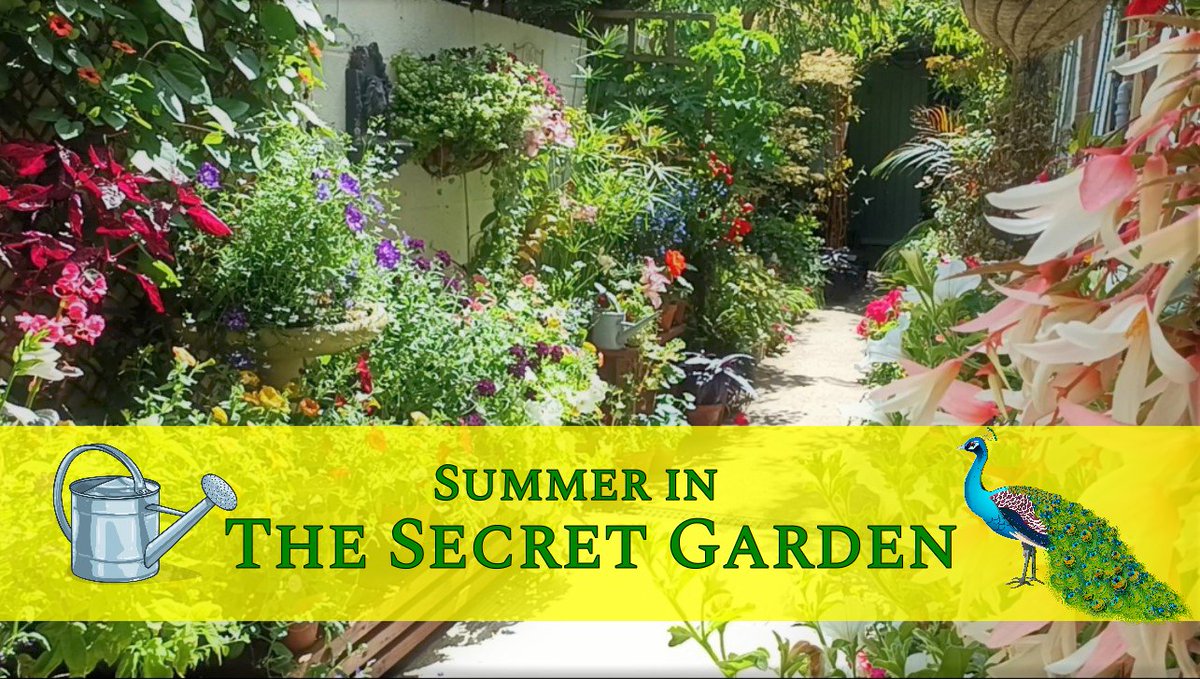 Summer in the Secret Garden, this is my own garden, hidden away in the midst of plain ordinary houses! youtu.be/oHZFquZNqj8 #gardening #gardenshour