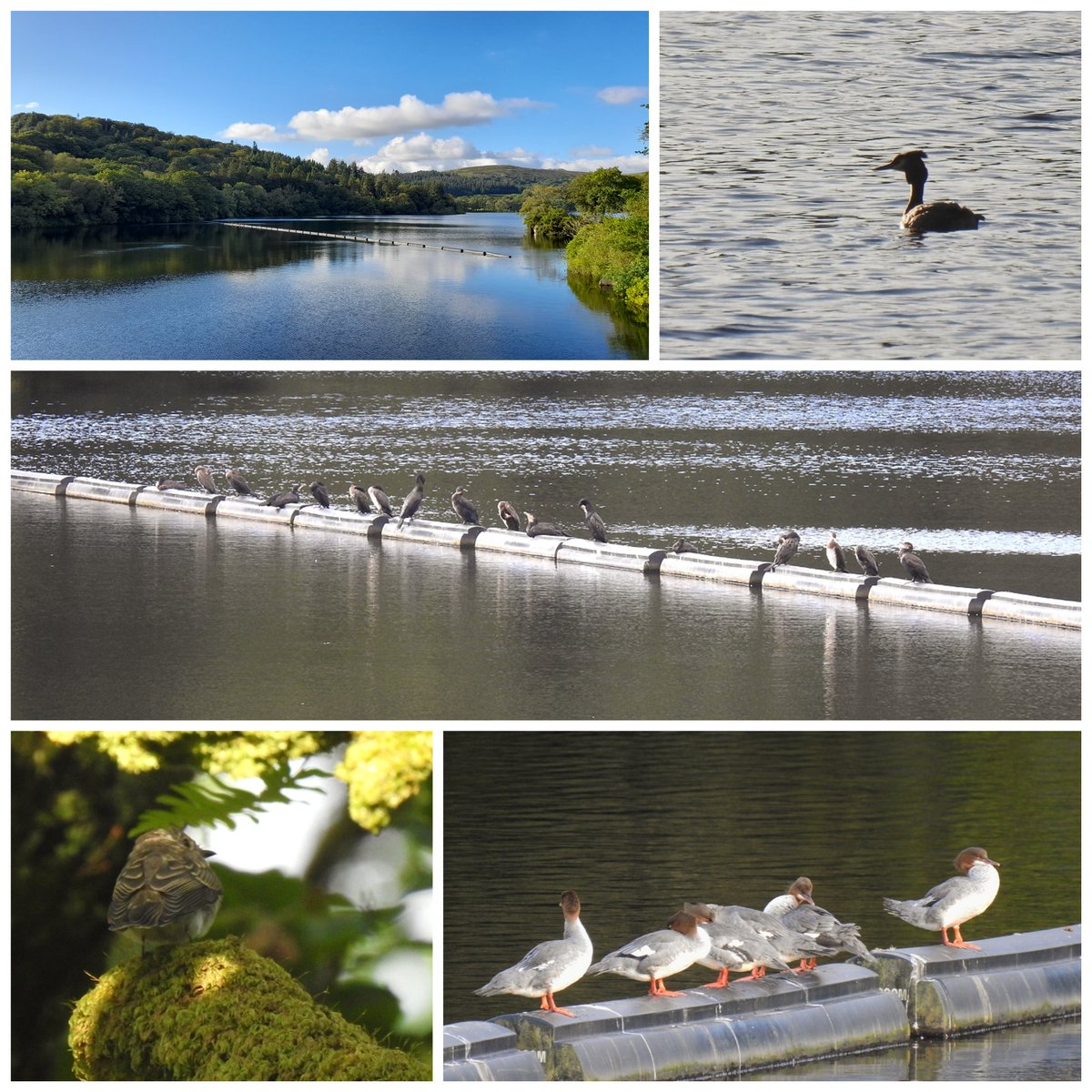 Beautiful evening at Burrator Reservoir, #Dartmoor. 7 Spot Fly, including family party of 4. Also 6 Goosander, Great Crested Grebe, 17 Cormorant, Green Woodpecker etc. 35 sps in total. #birding #BirdsOfTwitter #BirdsSeenIn2023 @DevonBirds @wildlife_devon @swlakes