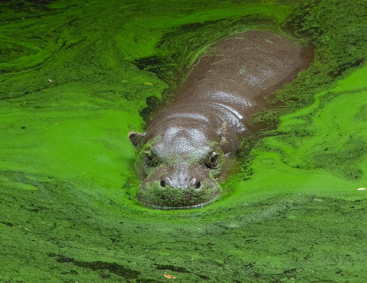 Dagje <a href="/GaiaZOO/">GaiaZOO</a> met <a href="/jssprr/">Jesper</a>
#zoo #dierentuin #kerkrade