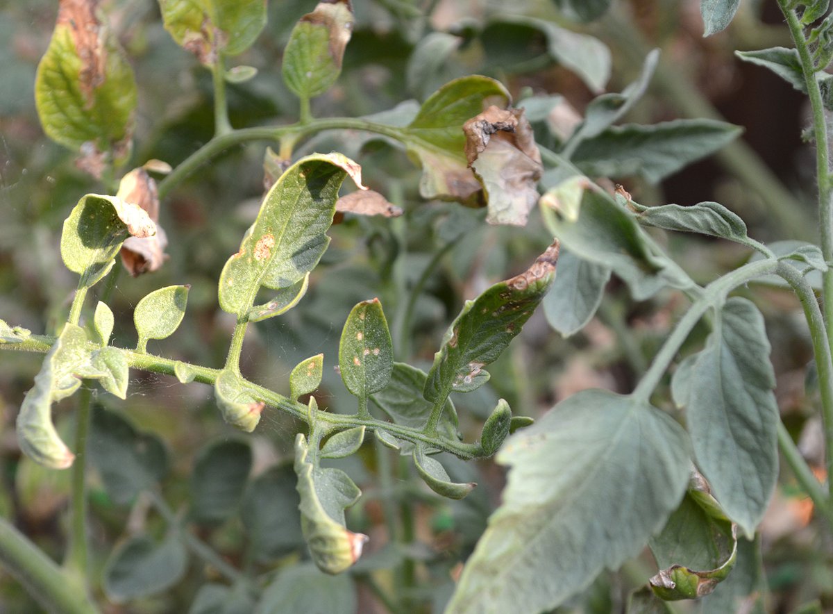 Experiential Gardener tweet media