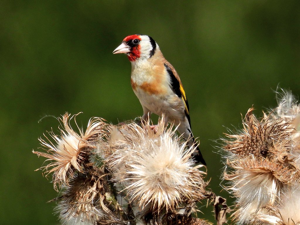 #goldfinch on thistle @RSPBbirders