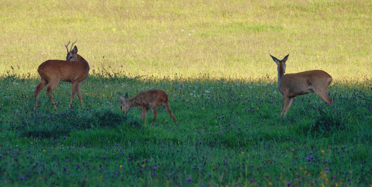 A lovely little family of Roe Deer in the fields below my home tonight. Shame they chose the shade rather than the sunny part of the field but I couldn't resist a few pics anyway.