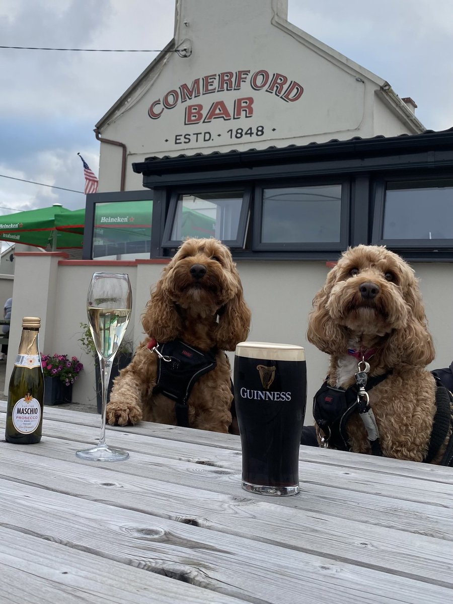 The Cavapoo sisters! tweet media