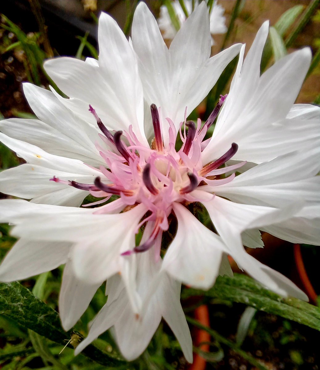 Cornflower #GardensHour #SixWeeksOfColour #White #gardening #flowers